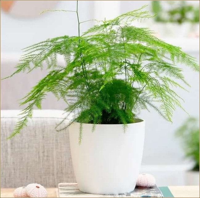 12 вьющихся растений, которые украсят любую комнату
