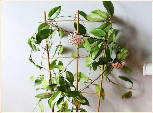 12 вьющихся растений, которые украсят любую комнату