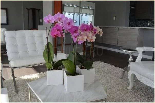 Вредна ли орхидея для человека: роскошный цветок для души и интерьера