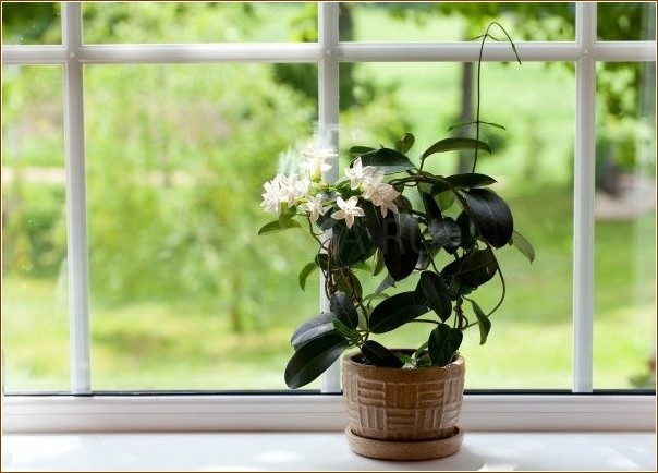 Какие 7 вьющихся растений хорошо смотрятся в квартире