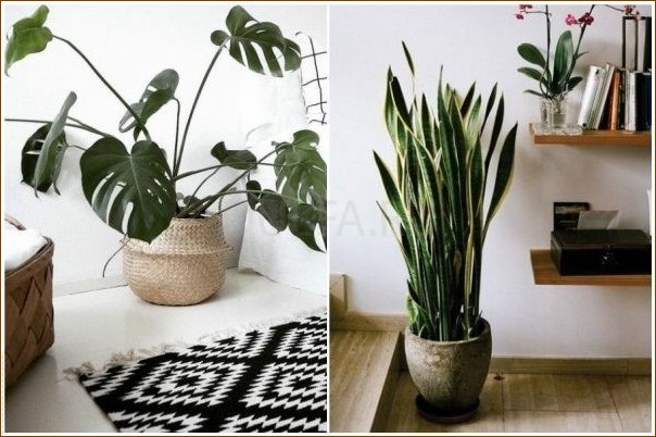 Модные комнатные растения