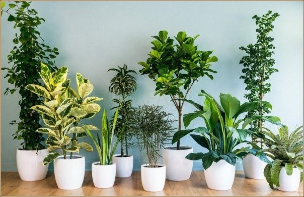 Полезные растения для дома