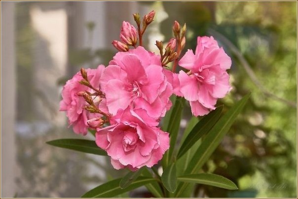 Top 8 deadly plants you can have in your home. (dangerous, plant that) Top 8 deadly plants you can have in your home