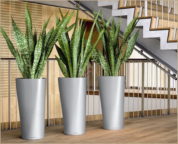 The most trending plants for your interior