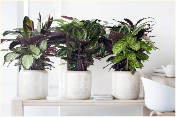 The most trending plants for your interior